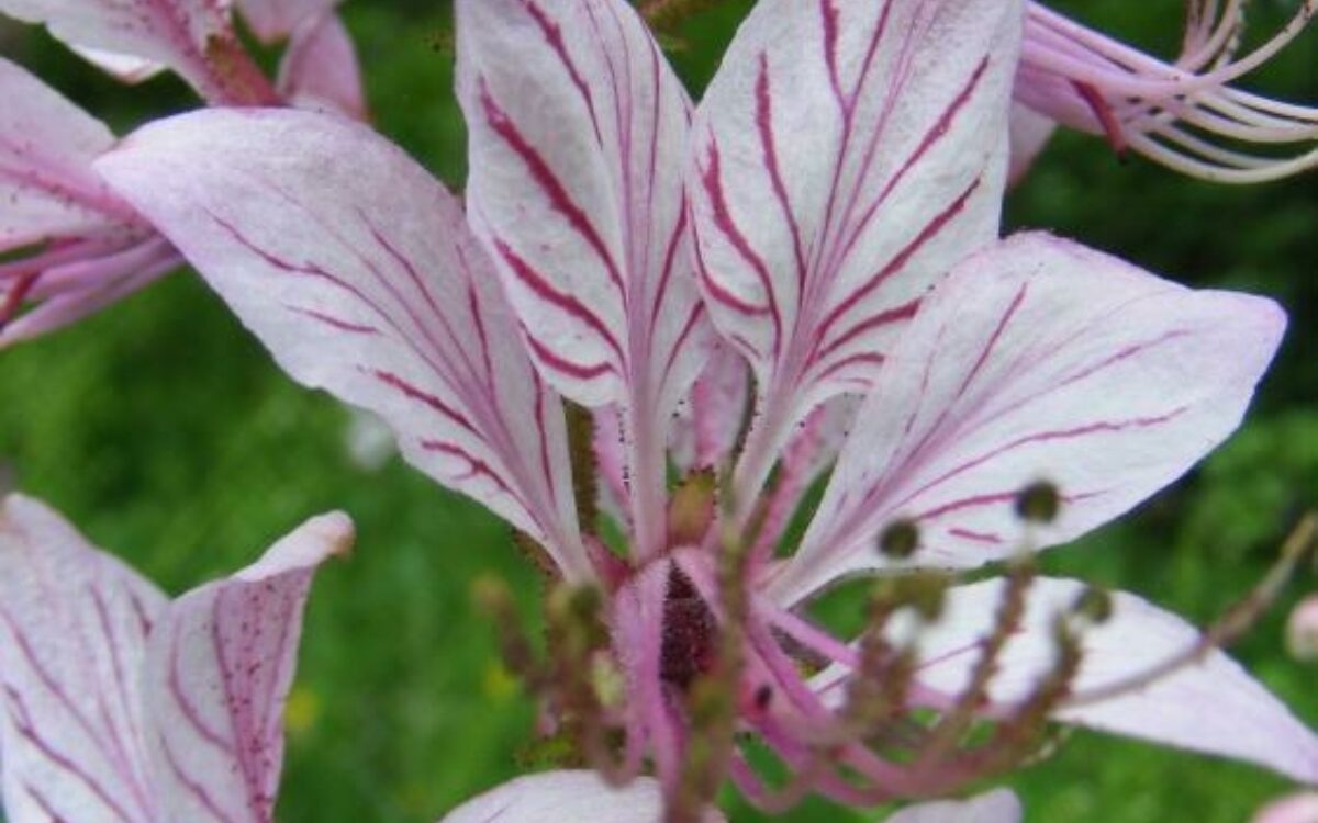 1608634120diptam blume foto christiane brandt 1608634120diptam blume foto christiane brandt